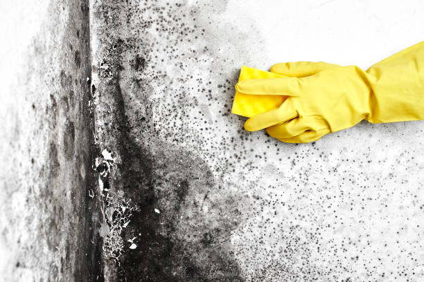 Best White Mold Remediation in Sloatsburg, NY