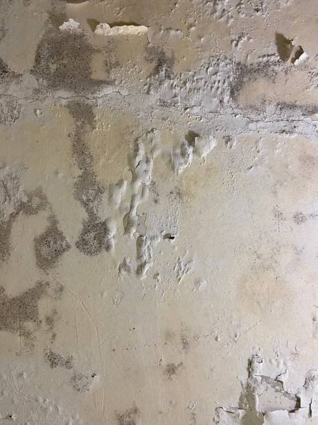 Best Insurance-Related Mold Remediation in Sloatsburg, NY