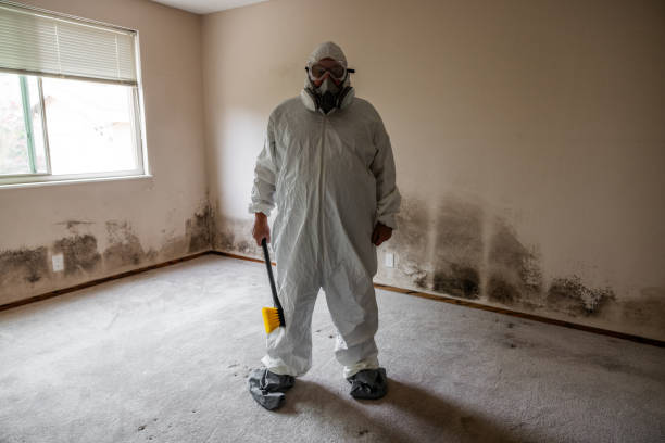 Best Basement Mold Remediation in Sloatsburg, NY